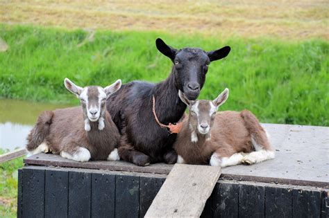 goat  stock photo public domain pictures