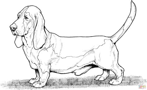 bassett hound dog coloring page  printable coloring pages
