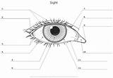 Anatomy Coloring Eye Diagram Choose Board Pages sketch template