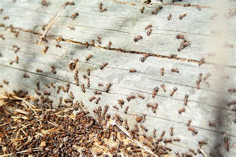 steps  avoid insect infestation   log home