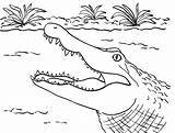 Alligator Coloring Pages Crocodile Cartoon Printable Drawing Color Print Template Line Samanthasbell Getdrawings Getcolorings Reference sketch template
