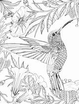 Coloring Pages Adult Mandalas Para Colorear Imprimir Hummingbird Bird Colibri Colouring Book Adults Printable Aves Daisy Dibujos Imágenes Colibrí Colorir sketch template