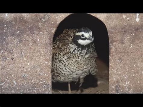 quail habitat youtube