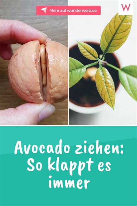 Avocado Ziehen Aus Einem Kern – So Klappt Es Avocado Pflanze