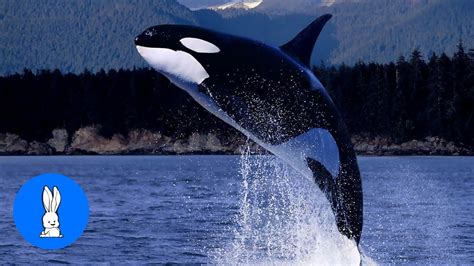 wild orca killer whales swimming  hd compilation youtube