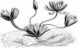 Nymphaea Clipart Clipground Inflorescence Lotus Abnormal sketch template