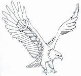 Sketsa Burung Elang Eagles Adler Tattoo Flight Mewarnainya Teknik Ausmalen Tailed Malvorlagen Carson 1978 Sederhana Skizze Colouring sketch template