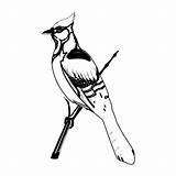 Woodpecker Vogel Buntspecht Fensterbilder Kostenlose Coloringbay sketch template