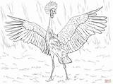 Crane Crowned Grulla Coronada Supercoloring Kronenkranich Ausmalbild Ausdrucken Designlooter Africana sketch template