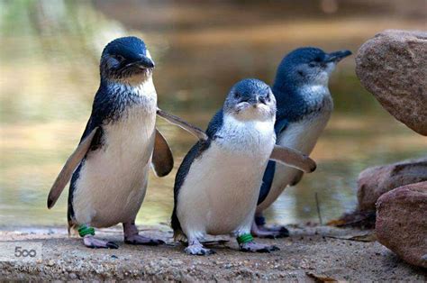 pingui angry animals   zoo animals wild