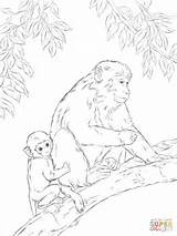 Macaque Rhesus Mandrill Coloriages Macaques sketch template
