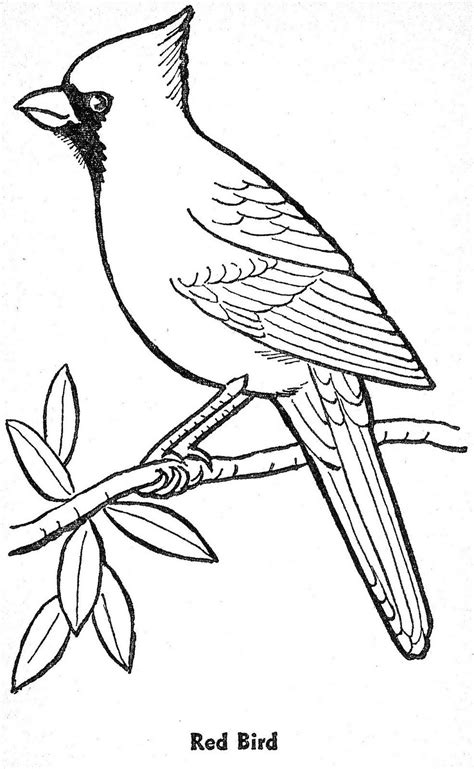color parade bird drawings bird outline birds painting