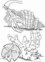 Crab Hermit Mer Bernard Hermite Kolorowanki Horseshoe Zeichnung Pustelnik Ozean Corail Coral épinglé Sen Hoa Thi Nguyen Malvorlagen Einsiedlerkrebs Meeresboden sketch template