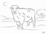 Sheep Corriedale Coloring Pages Cute Colouring Drawing sketch template
