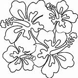 Coloring Hawaiian Flower Wecoloringpage Spread sketch template
