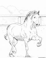 Cob Welsh Horse Coloring Pages Printable Print sketch template