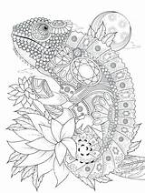 Chameleon sketch template