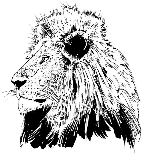 realistic lion coloring pages  getcoloringscom  printable