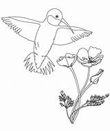 Coloring Hummingbird Pages Flower Drawing Hummingbirds Kids Bird Printable Birds Color Flowers Book Drawings Humming Books Clip Draw Adult Template sketch template