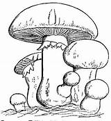 Setas Hongos Colorear Mushroom sketch template