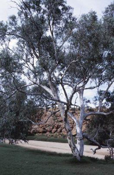 grow eucalyptus   stem plants understory plants
