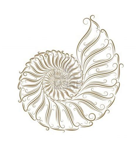 nautilus shell drawing  getdrawings