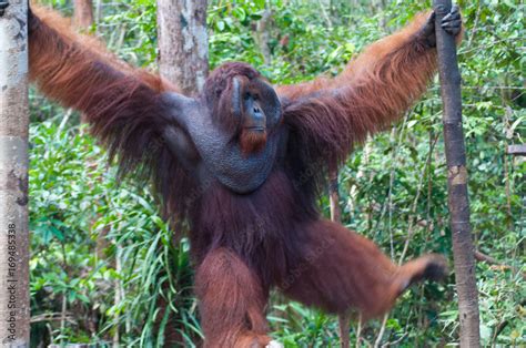 king orangutan stock photo adobe stock