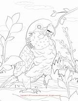 Coloring Pages Caique Headed Print Getcolorings sketch template
