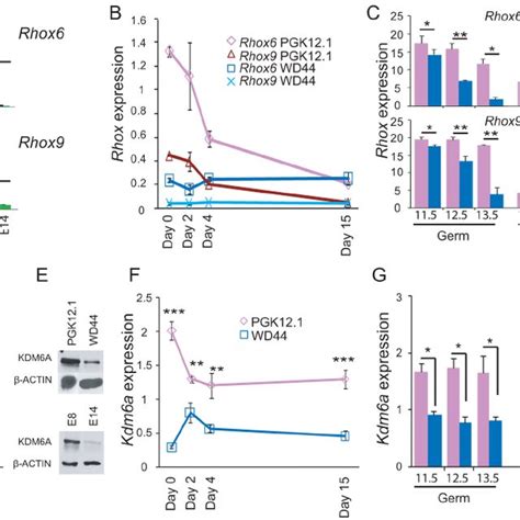 pdf female bias in rhox6 and 9 regulation by the histone