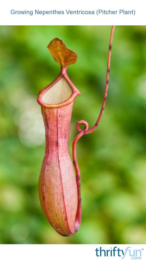growing nepenthes ventricosa pitcher plant thriftyfun