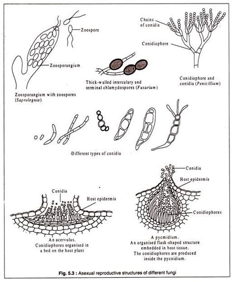 Reproduction In Fungi With Diagram Microbiology