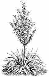 Yucca Plant Clipart D147 Psm V05 Flower Wikisource Clipground 2d sketch template
