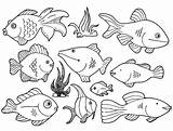 Fische Malvorlagen Fisch Malvorlage Ausdrucken Vorlage sketch template