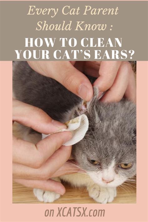 clean  cats ears   pet care cats cat parenting
