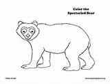 Bear Spectacled Coloring sketch template
