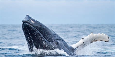 world whale day   february  celebrate  giants   oceans   future lifegate