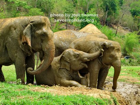 baby elephant archives save elephant foundation  news