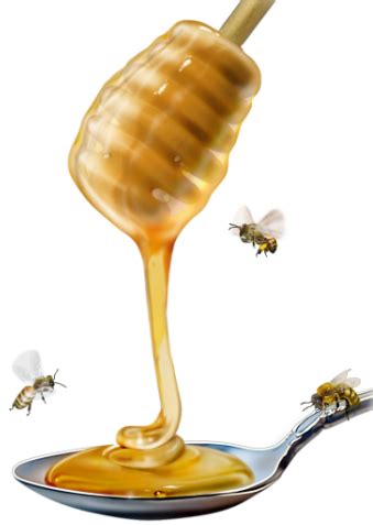 honey diet  weight loss health  food