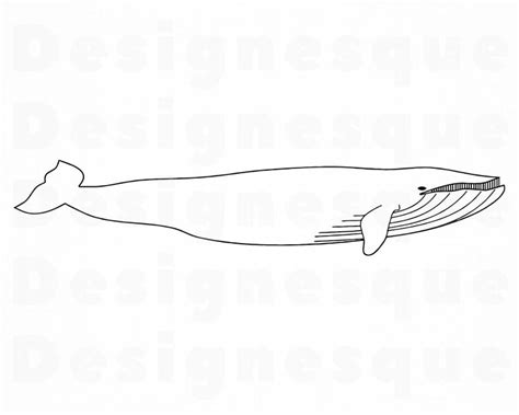outline blue whale clipart rwanda