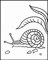 Coloring Snail Pages Sheet Beautiful Animal Printable Coloringcafe Pdf Slow Tiny Colouring sketch template