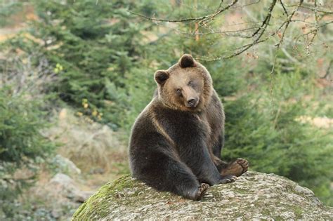 brown bear sitting stacy woolhouse flickr