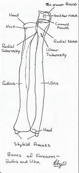 Radius Ulna Forearm Structures sketch template
