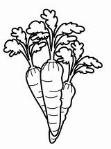 Carrot Coloring Pages Carrots Kids Color Vegetables Printable Miffy Fun Template Getcolorings Votes Getdrawings Groente sketch template