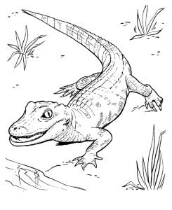 printable alligator coloring pages images animal place