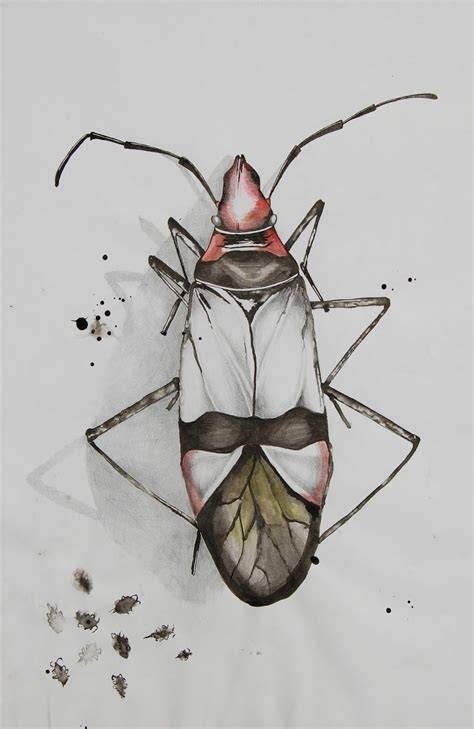 bug art nature sketch insects