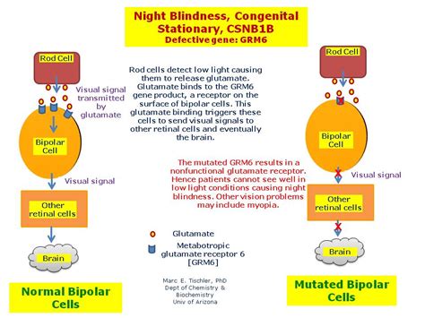 night blindness congenital stationary csnb1b hereditary ocular diseases
