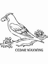 Cedar Waxwing Coloring Tree Drawing Pages Getdrawings Perched Printable Color Print sketch template