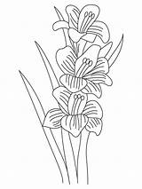 Gladiolus Coloring Pages Plant Flower Flowers Bulbous Flowering Printable Kids sketch template