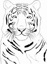 Tiger Outline Drawing Coloring Kids Pages Printable sketch template