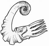 Ammonite Fossil Silurian Ammonites Ordovician Coloring Sketch Vectors sketch template